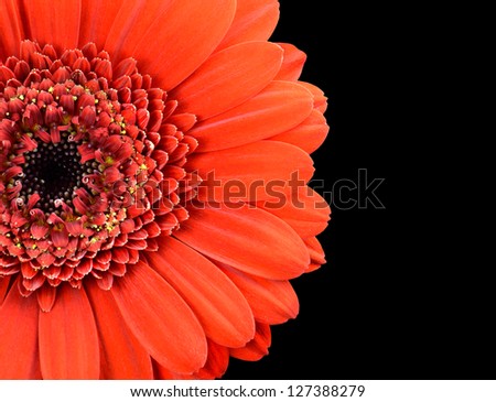Red Marigold Flower Part Isolated on Black Background