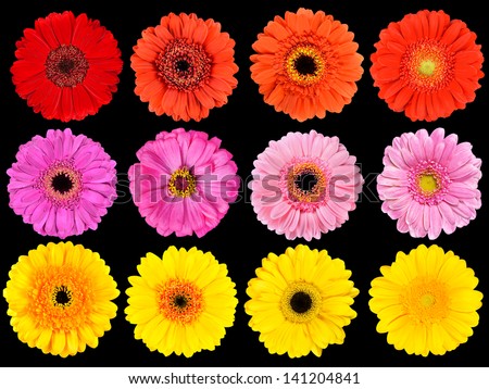Big Collection of Fresh Orange, Red, Pink, Yellow and White Gerbera Flowers  Isolated on Black Background
