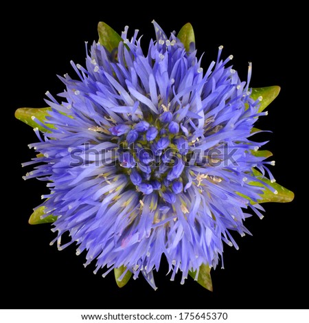 Purple Aster Flower with, narrow purple petals and green leaves around Isolated on Black Background