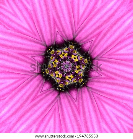 Pink, Purple Concentric Daisy Flower with Dark Center.  Mandala Kaleidoscopic design