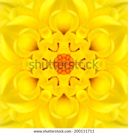 Yellow Mandala Concentric Flower Dahlia Kaleidoscope Center. Kaleidoscopic Design Pattern