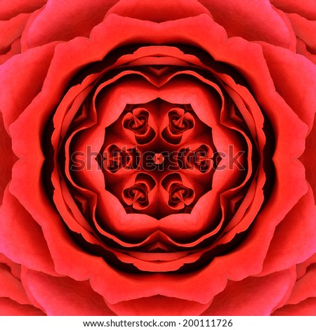 Red Mandala Concentric Rose Flower Kaleidoscope Center. Kaleidoscopic Design Pattern