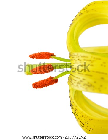 Yellow Asiatic lily with Black Spots and Orange Anthers Isolated on White