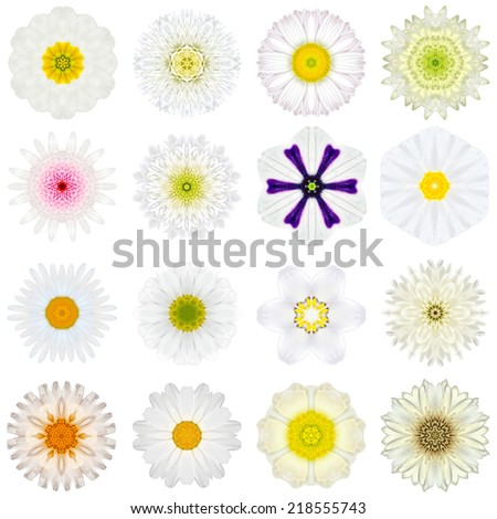 Big Collection of Various Yellow Concentric Pattern Flowers. Kaleidoscopic Mandala Patterns Isolated on White Background. Concentric Rose, Marigold, Gerber, Dahlia in Yellow colors.