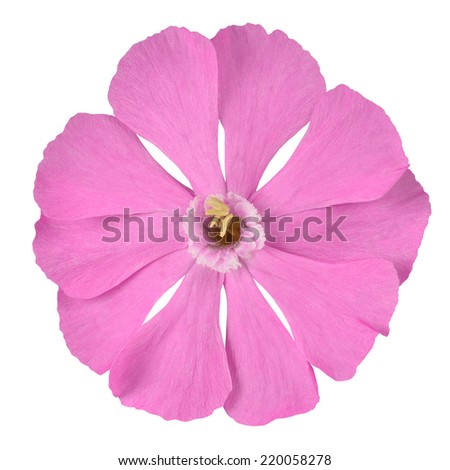 Pink Campion wildflower Isolated on White Background