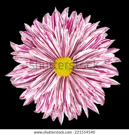 Chrysanthemum Flower White and Purple Petals with Yellow Center  Isolated on Black Background