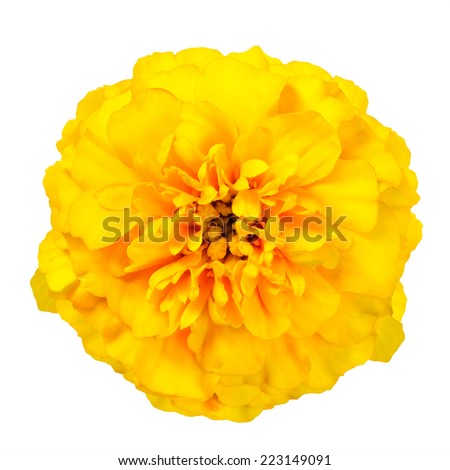 Yellow Marigold Wild Flower Isolated on White Background. Beautiful Flower