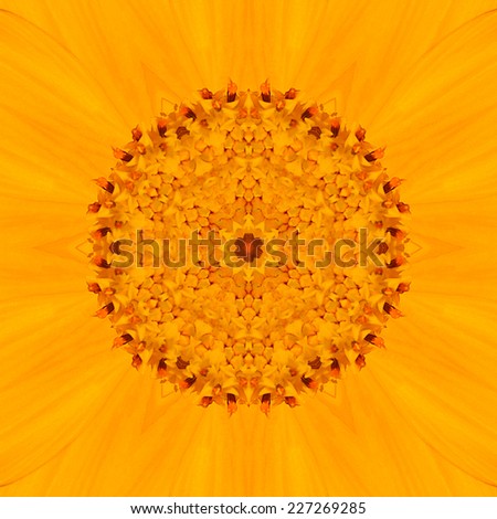 Yellow Mandala Concentric Flower Center. Close-up of Mirrored Kaleidoscopic Design of the Center of the Flower