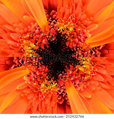 Orange Flower Center Symmetric Collage Made of Collection of Various Wildflowers. Pieces are Seamlessly Divided into 24 Symmetric pieces.