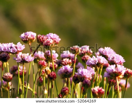 Armeria Maritima - Sea Pink or Thrift - Closeup on wild pink flowers on blurred background during sunset
