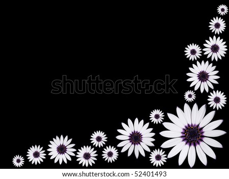 White+daisy+flower+pictures