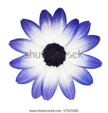Black And White Daisy Backgrounds. and White Daisy Flower