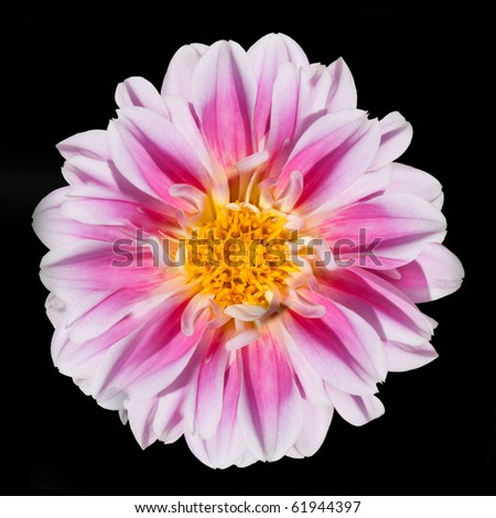 Beautiful Pink and White Dahlia Flower with Yellow Center Isolated on Black Background