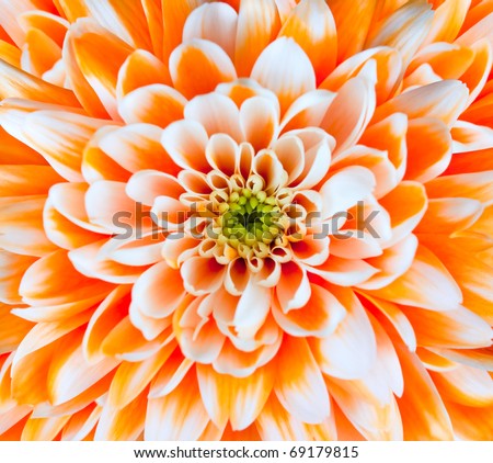 Orange and White Chrysanthemum Flower Centre Closeup. Beautiful Dahlia Flowerhead Macro