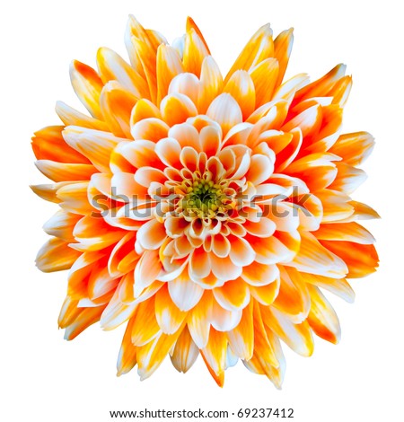 Single Orange and White Chrysanthemum Flower Isolated on White Background. Beautiful Dahlia Flowerhead Macro