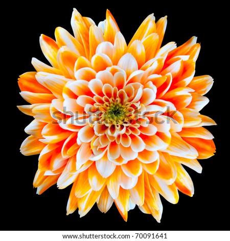 Single Orange and White Chrysanthemum Flower Isolated on Black Background. Beautiful Dahlia Flowerhead Macro