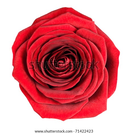 stock photo : Perfect Red Rose