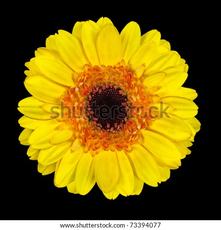 Beautiful Yellow Gerbera Flower with Orange and Black Center  Isolated on Black Background