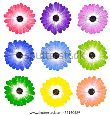 Various Colorful Daisy Flowers Osteospermum Isolated on White Background