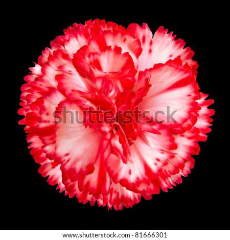 One Red and White Gilly Flower Head Isolated on Black Background. Isolated Carnation Flower