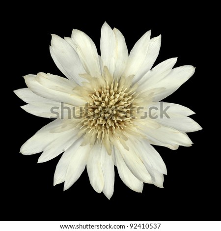 White Cornflower Like Flower Isolated on Black Background