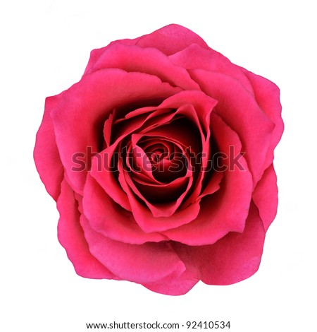 Red Rose Flower Isolated on White Background. Top View on Beautiful Red Rose Flower