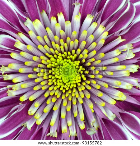 Macro of Chrysanthemum Flower Purple with Lime Green White Center Isolated on White Background