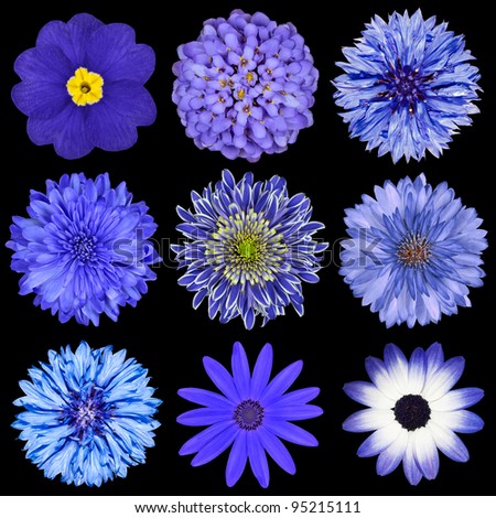 Various Blue Flowers Selection Isolated on Black Background. Daisy, Chrystanthemum, Cornflower, Dahlia, Iberis, Primrose