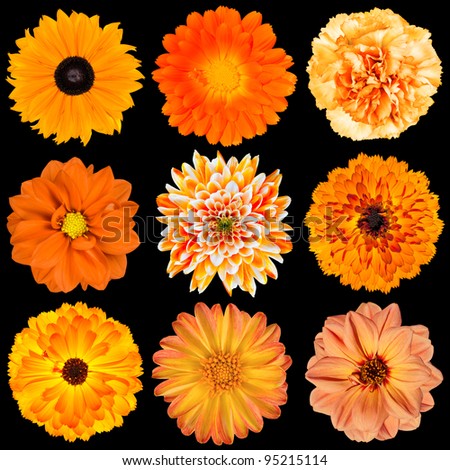 Selection of Various Orange Flowers Isolated on Black Background. Dahlia, Daisy, Chrysanthemum, Pot Marigold, Carnation