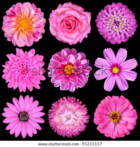 Selection of Pink White Flowers Isolated on Black. Nine Flowers - Daisy, Strawflower, Zinnia, Cosmea, Chrysanthemum, Iberis, Rose, Dahlia