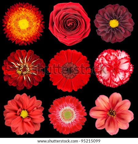 Selection of Various Red Flowers Isolated on Black Background. Set of Nine Dahlia, Gerber, Daisy, Carnation, Rose, Zinnia Flowers