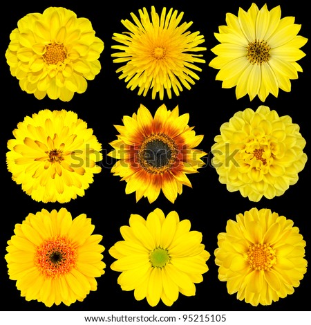 Selection of Yellow Flowers Isolated on Black Background. Various set of Dahlia, Dandelion, Daisy, Gerber, Sunflower, Marigold Flowers