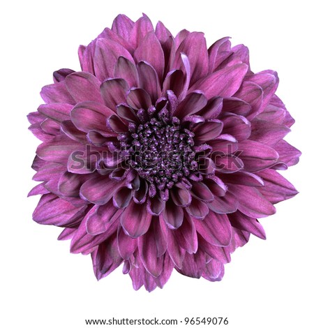 Purple Chrysanthemum Flower