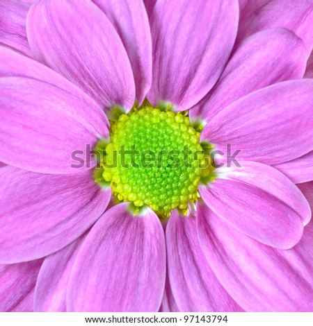 Macro of Pink Dahlia Flower with Lime Green Center. Flower fills the whole frame