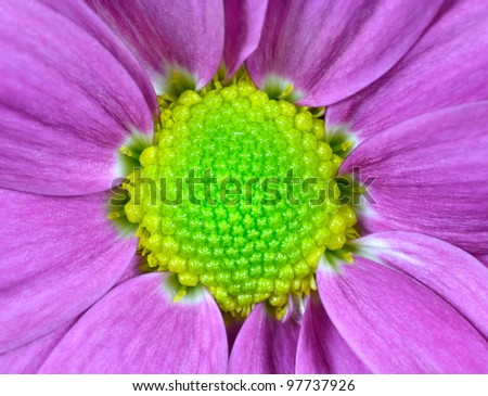 Closeup on Center of Pink Dahlia Flower with Lime Green Center. Flower fills the whole frame