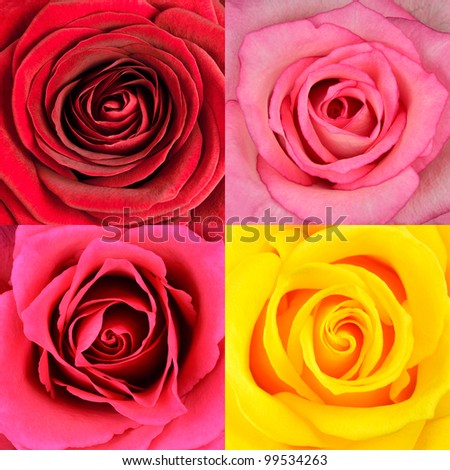 Macro of Rose Four  Flower Full Frame Backgrounds