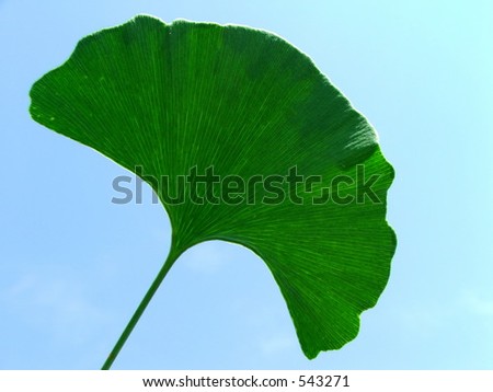 Ginkgo leaf against the blue sky.