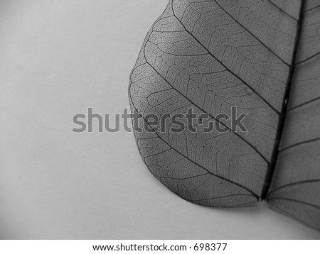 Black and white leaf