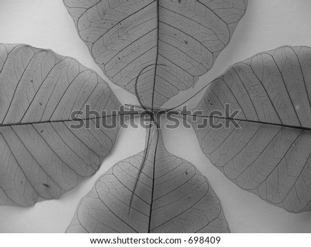 Four leaves- b&w