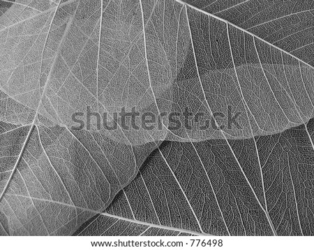 Black and White leaf texture