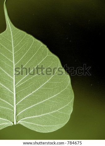 Transparent leaf skeleton