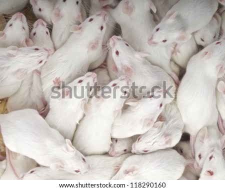 Laboratory mice / Mus musculus