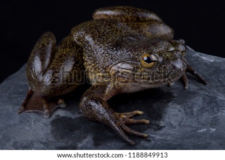 The Cameroon slippery frog (Conraua robusta) is one of the largest frog species on earth. These giant, heavily muscled frogs live in cold, fast-moving rivers in Cameroon and Nigeria.