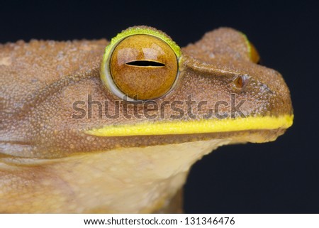 Giant Striped Tree Frog / Boophis albilabris