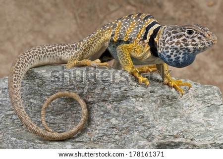 Collared lizard / Crotaphytus bicinctores