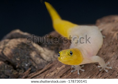 Striped dwarf gecko / Spaerodactylus nigropunctatus, female
