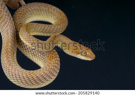 Arabian cat snake / Telescophus dhara