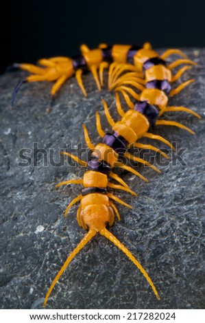 Indian giant tiger centipede / Scolopendra hardwickei