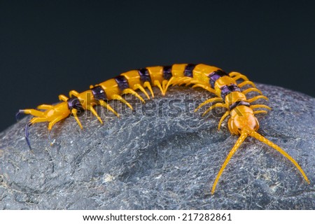 Giant tiger centipede / Scolopendra hardwickei