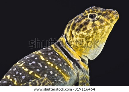 Yellow headed collared Lizard  (Crotaphytus collaris auriceps)